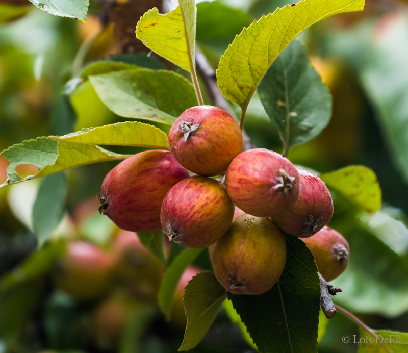 Lois DeEllCrab Apples