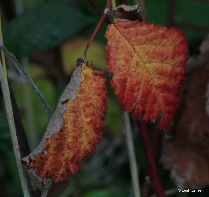 Leah JansenWild Blackberry Leaves