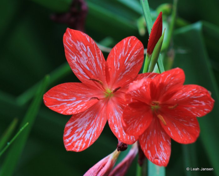 Leah JansenFading Flower