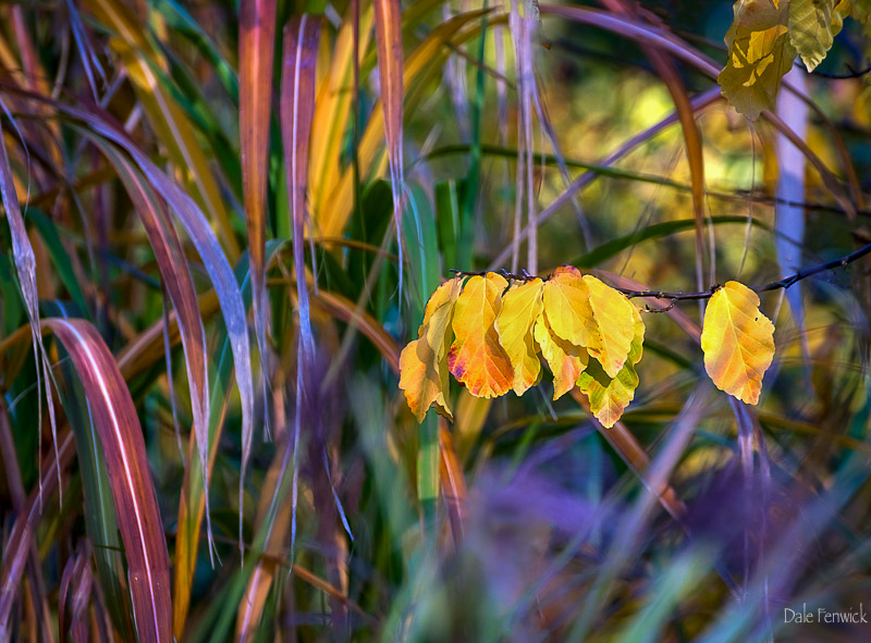 Dale FenwickFall Splendour
