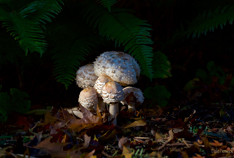 Dale FenwickFerns and Mushrooms