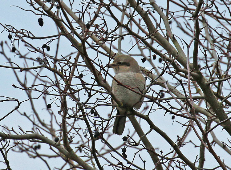 Willie HarvieImmature Northern Shrike 