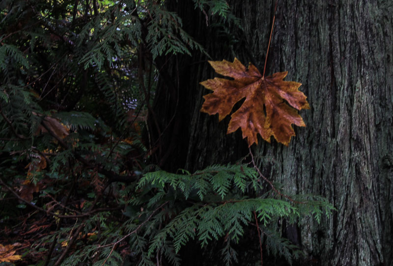 Carl Erland  Leaf on Tree