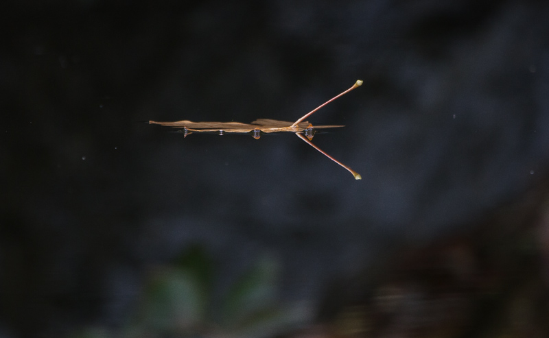 Carl Erland  Leaf on Pond