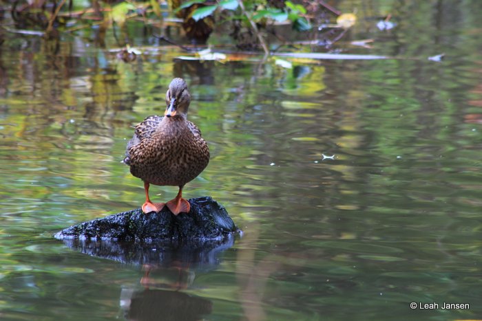 Leah JansenStranded Duck.JPG