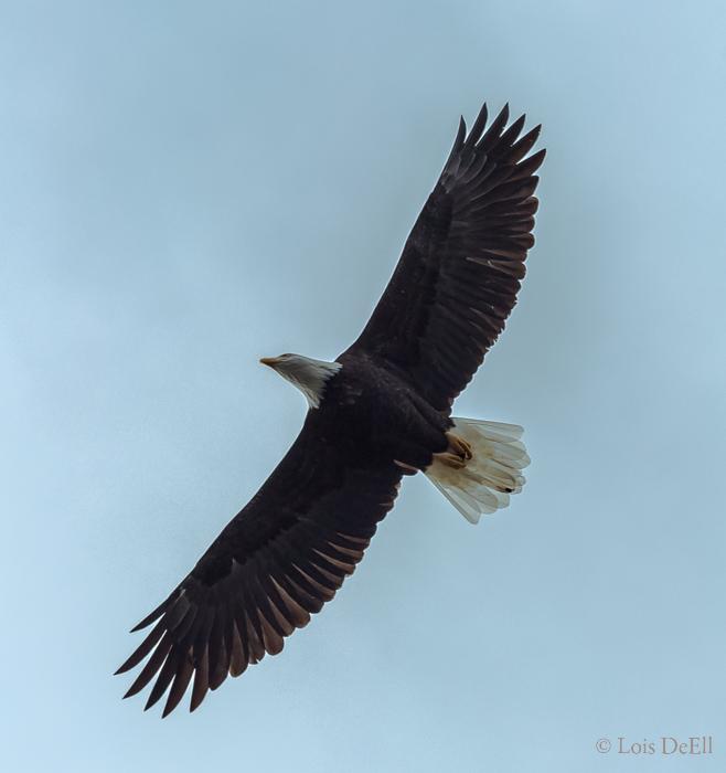 Lois DeEllFreedom Flyer