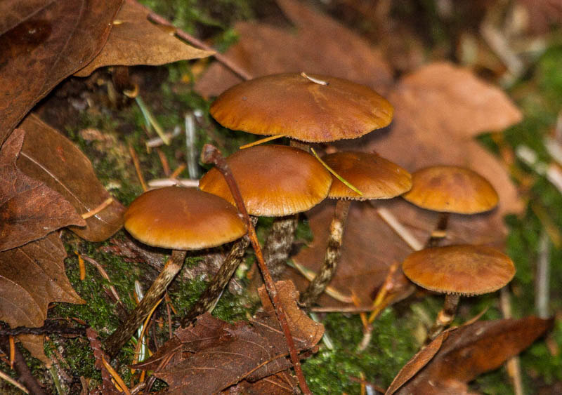 Carl Erland  Forest Floor Fungi