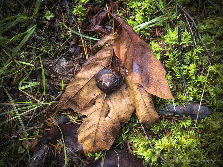 Zosia MillerSnail on Leaf