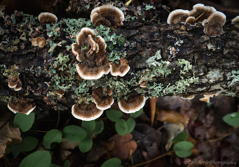 Zosia Miller  Turkey Tail Fungi