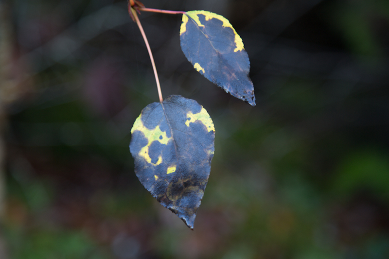 Eleanor CreightonDying Leaves