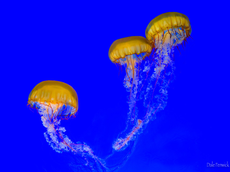 Dale FenwickA Jellyfish Ballet