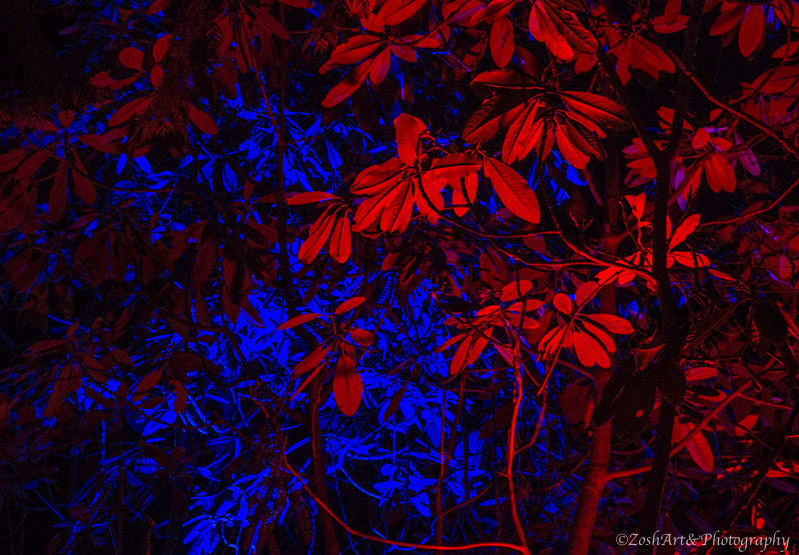 Zosia Miller  Blue and Red Rhododendrons