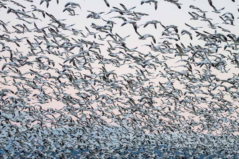 Carl Erland  Snow Geese Coming Over