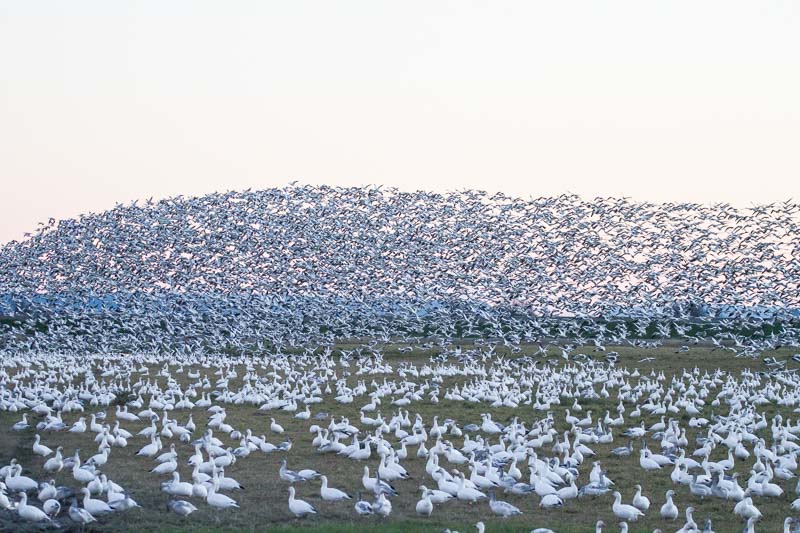 Carl Erland  Snow Geese Moving