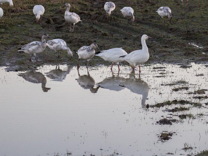 Carl Erland  Snow Geese at Puddle