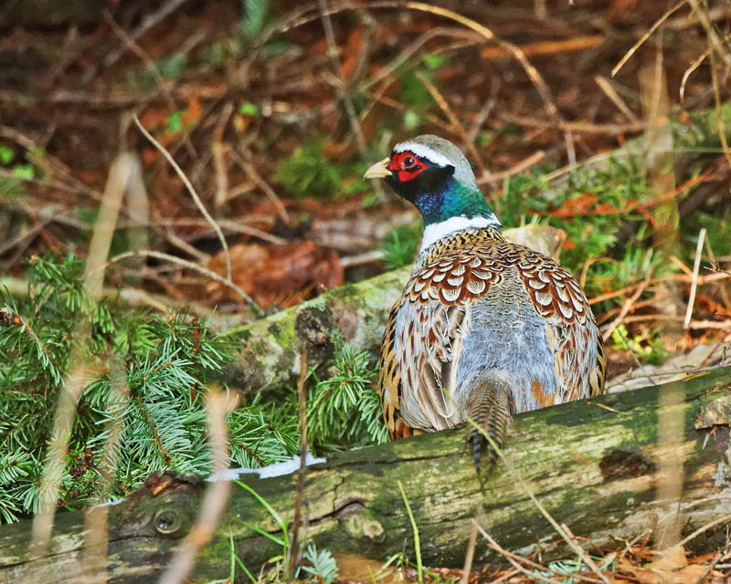 M.E.RosenCommon Pheasant