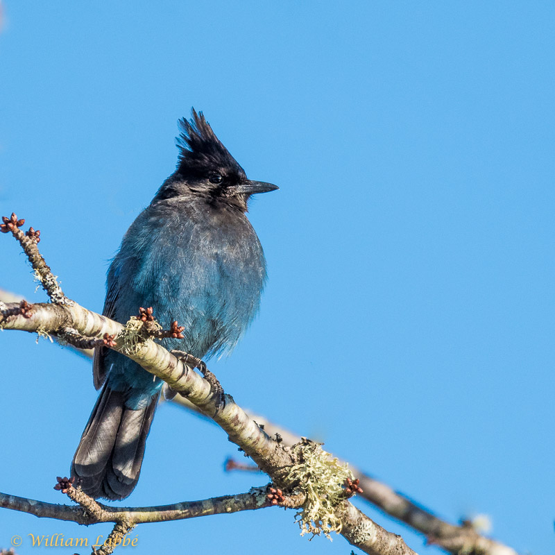 William LabbéSteller's Jay
