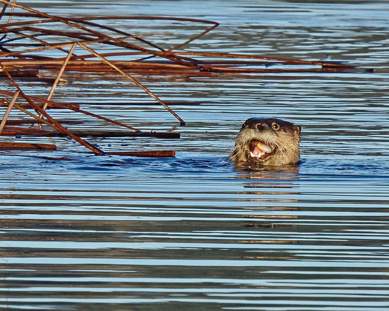 M.E.RosenHappy Otter One