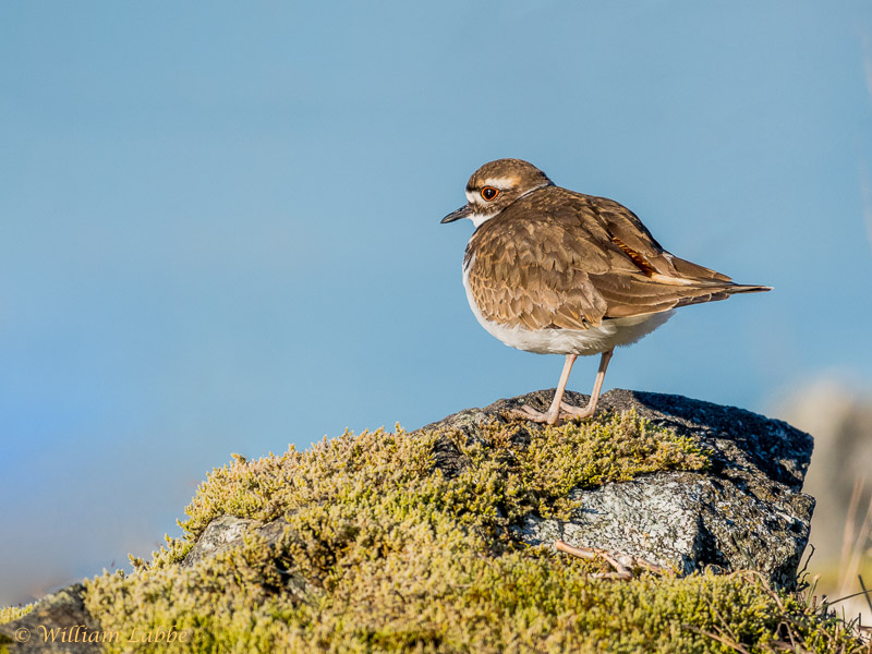William LabbéKilldeer