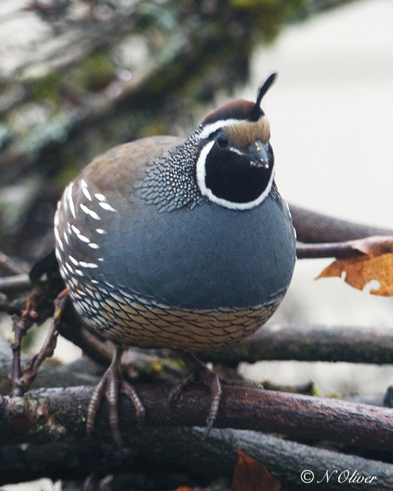 Nancy OliverCalifornia Quail