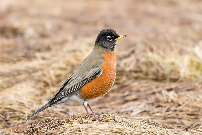 William LabbéAmerican Robin