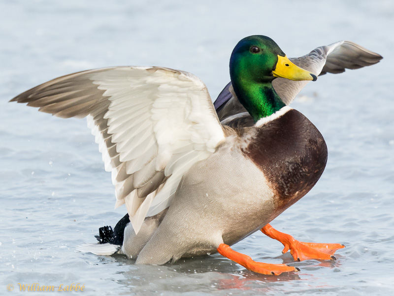 William LabbéSlippery Landing
