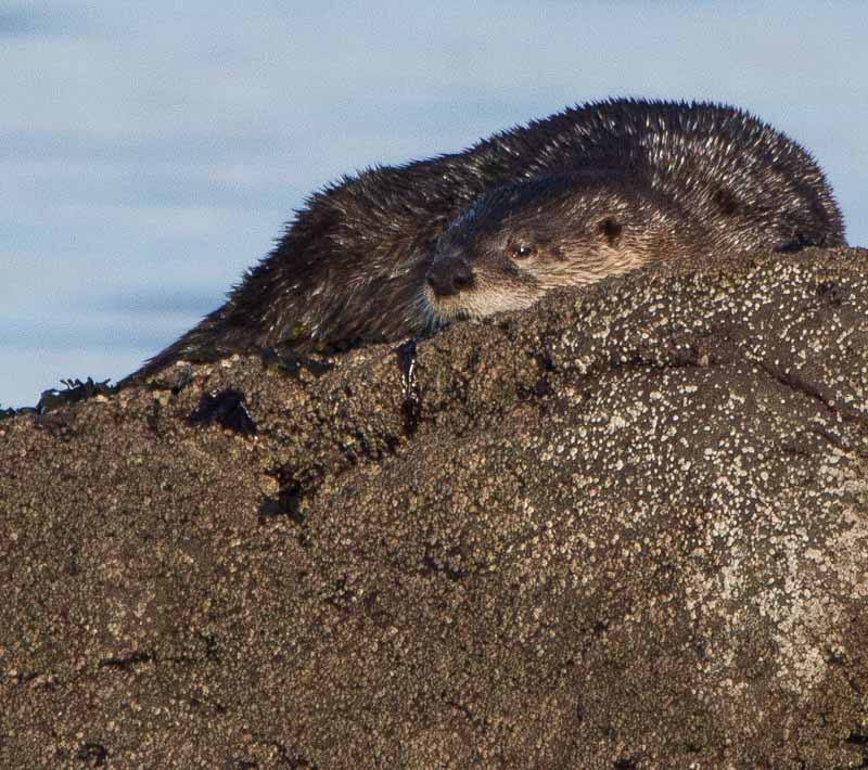 Carl Erland Sunny Snooze