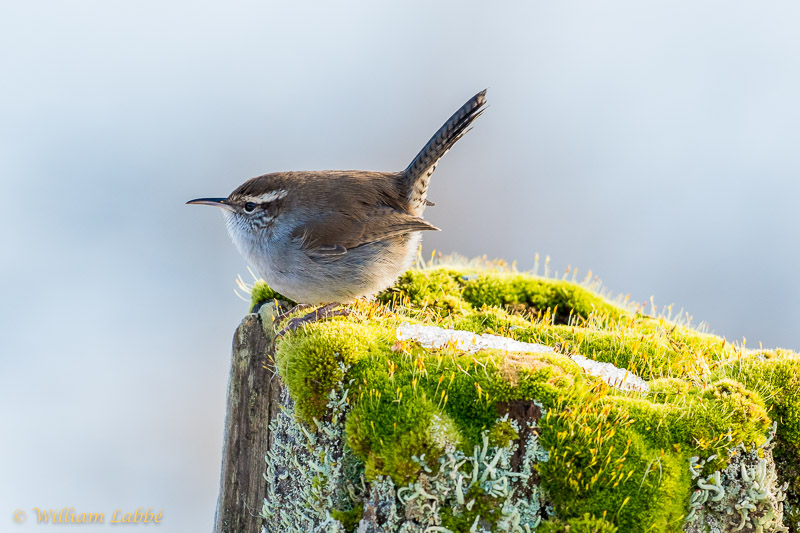 William LabbéBewick's Wren