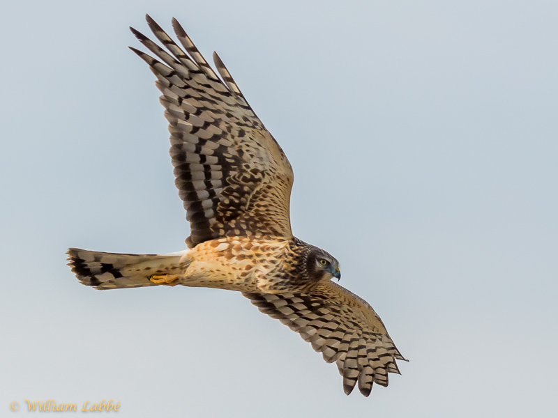 William LabbéNorthern Harrier