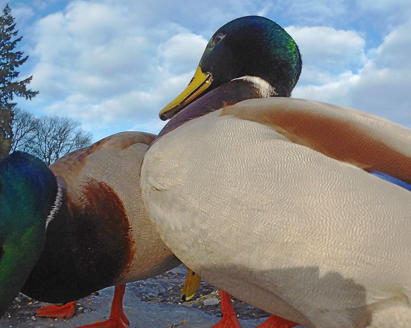 M.E.RosenKnee High To A Duck