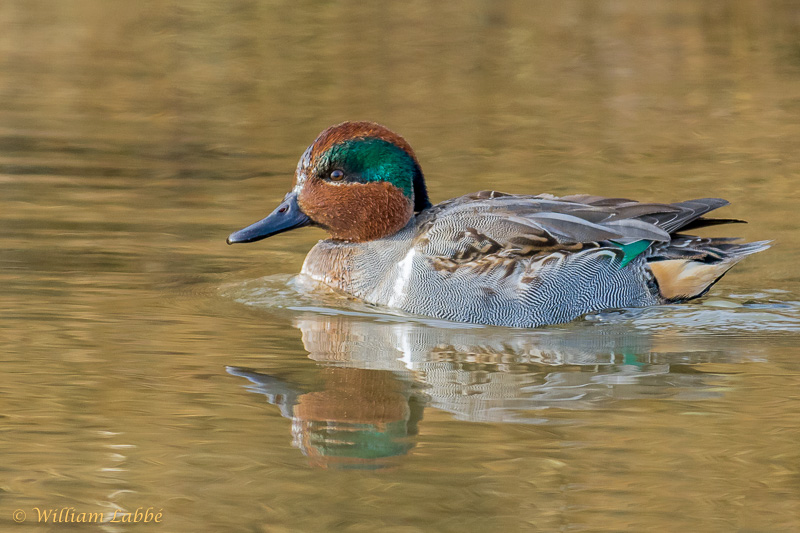 William LabbéGreen-winged Teal