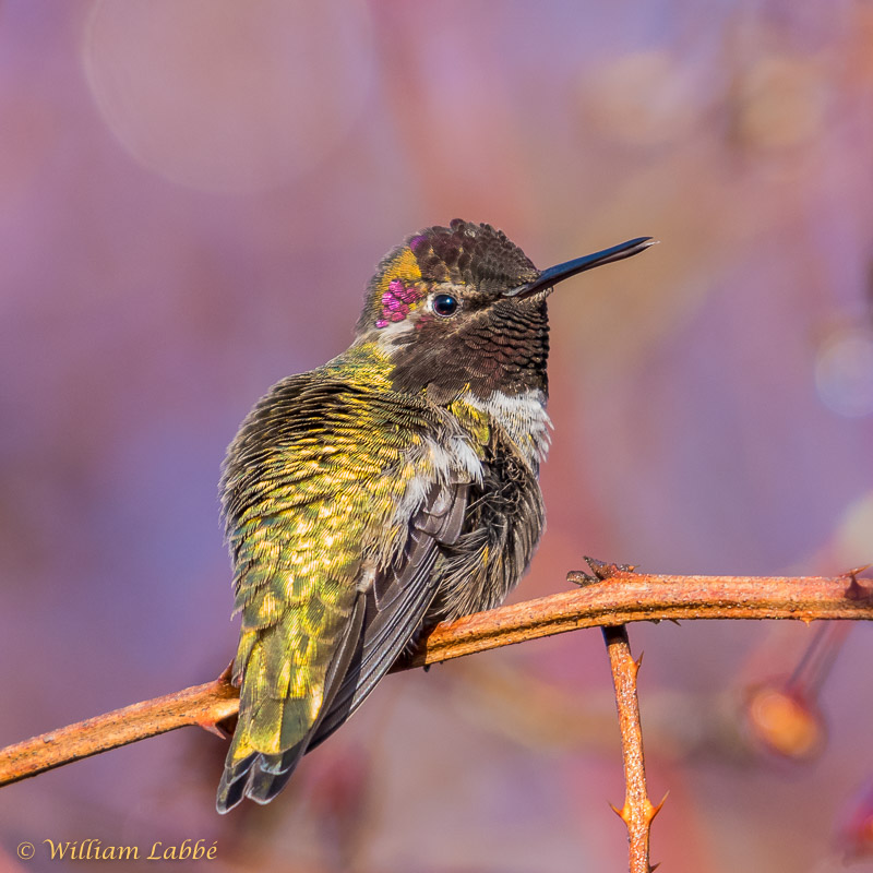 William LabbéAnna's Hummingbird
