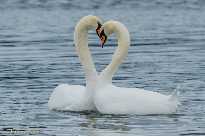 William LabbéMute Swan Pair