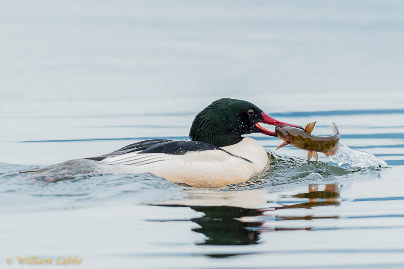 William LabbéCommon Merganser