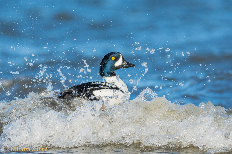 William LabbéBarrow's Goldeneye