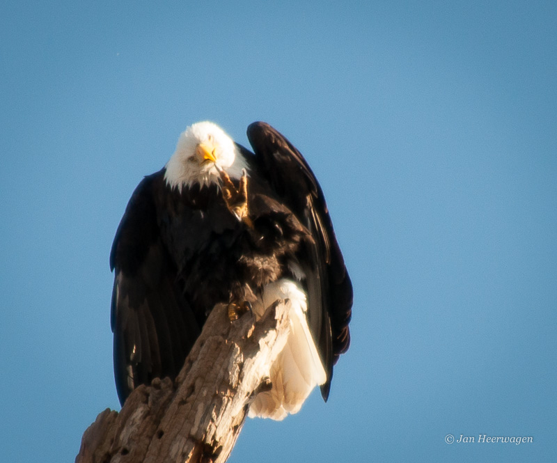 Jan HeerwagenPreening Eagle