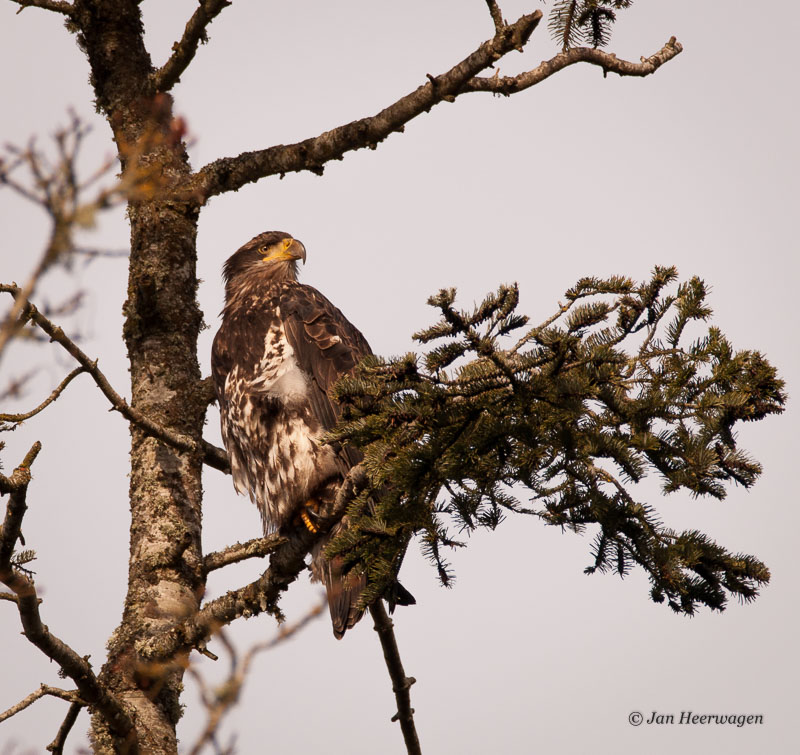 Jan Heerwagen<br>Young Bald Eagle