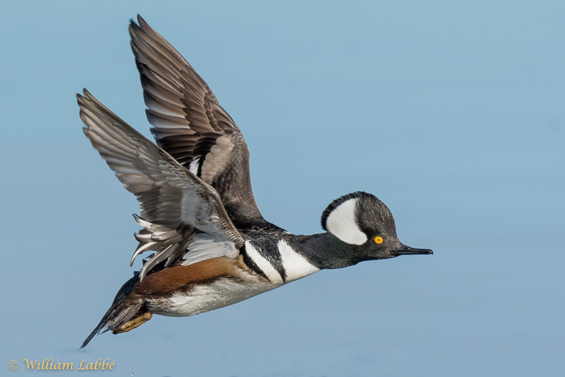 William LabbéHooded Merganser