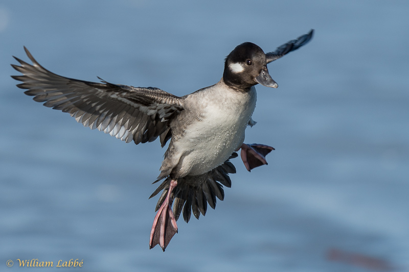 William LabbéBufflehead Duck