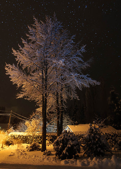 JanHeerwagenSnow Lit Beech -  North Shore Photographic Challenge 2017- Points: 17