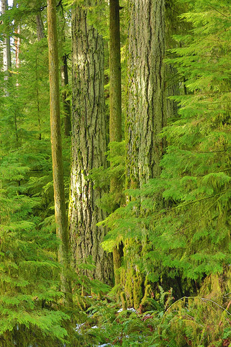 DonBrownCathedral Grove