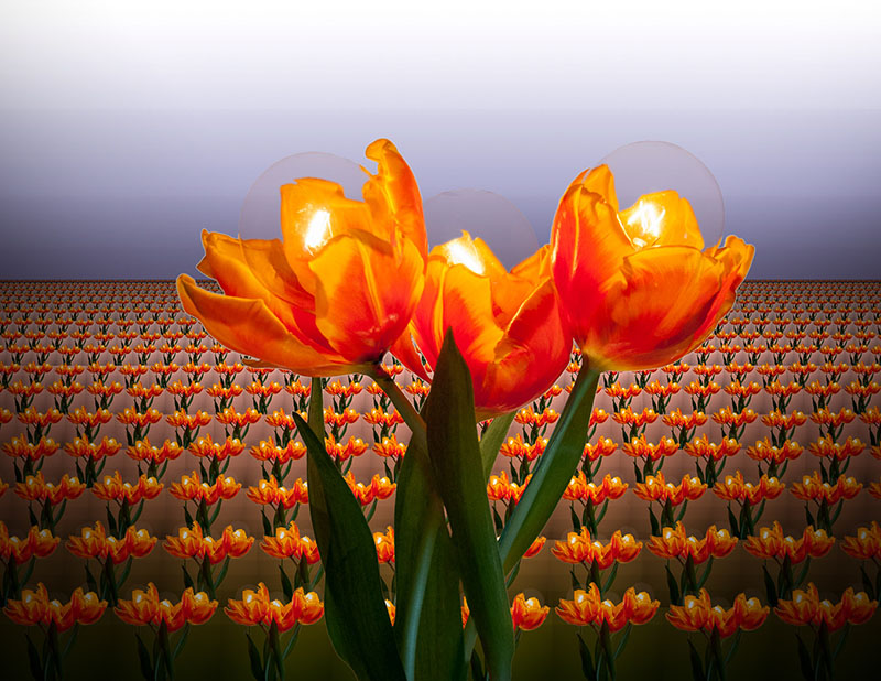 Ian Faulks<br>TulipBulbs<br>CAPA Altered Reality Competition 2017<br>Points: 19.5
