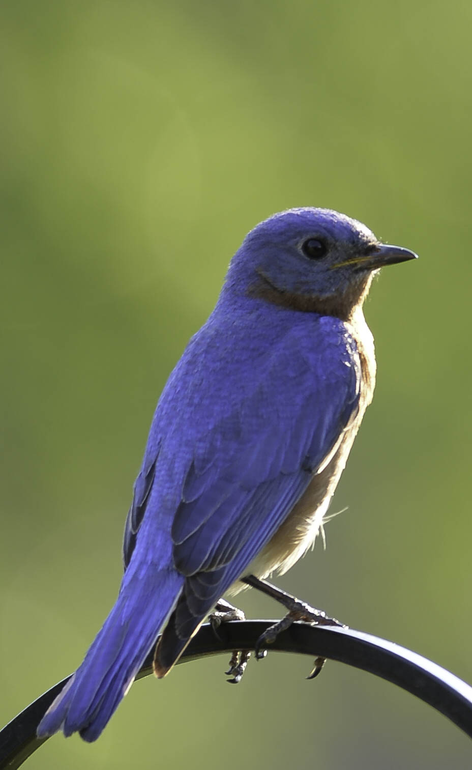 Male Eastern Blue