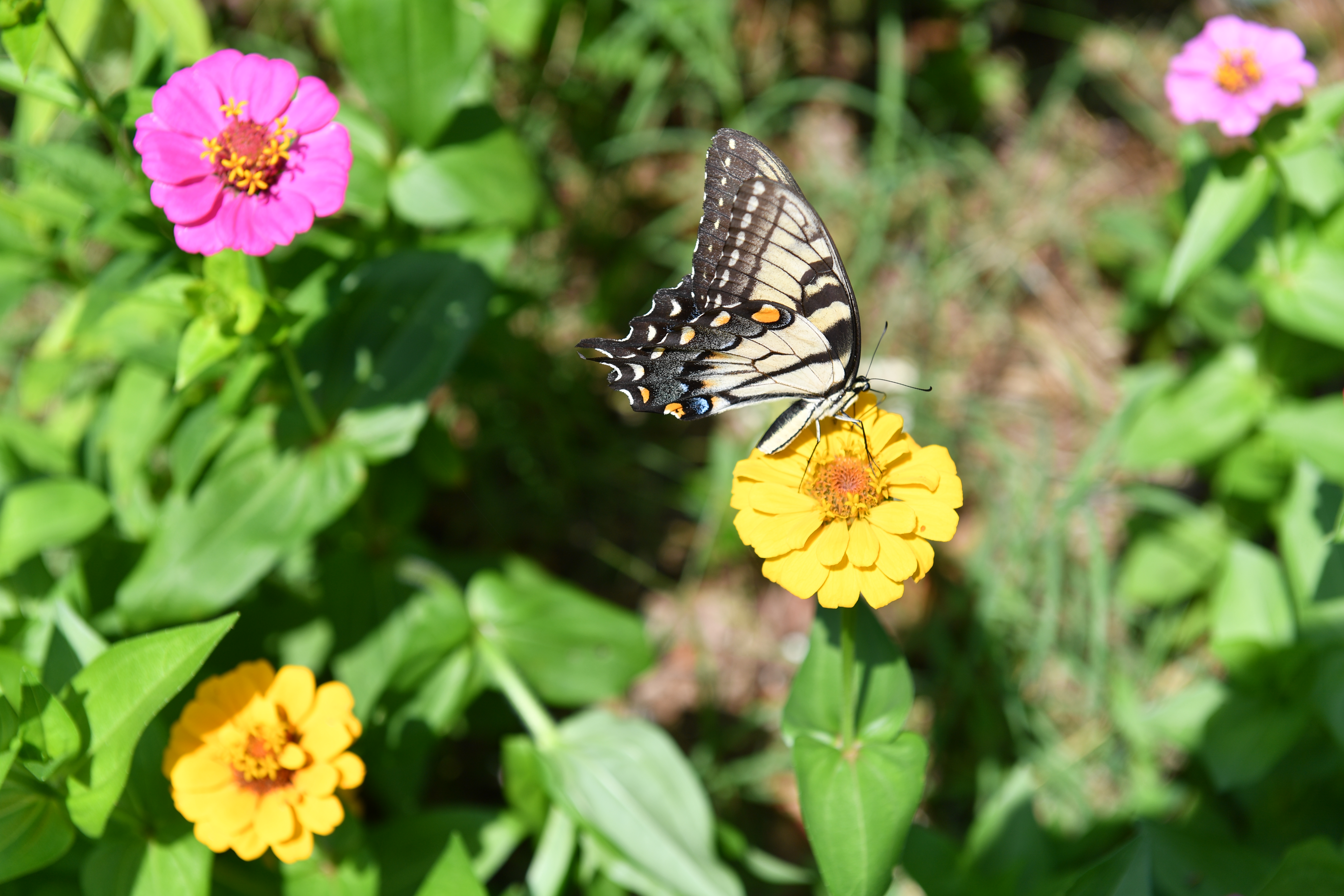 Butterfly 1