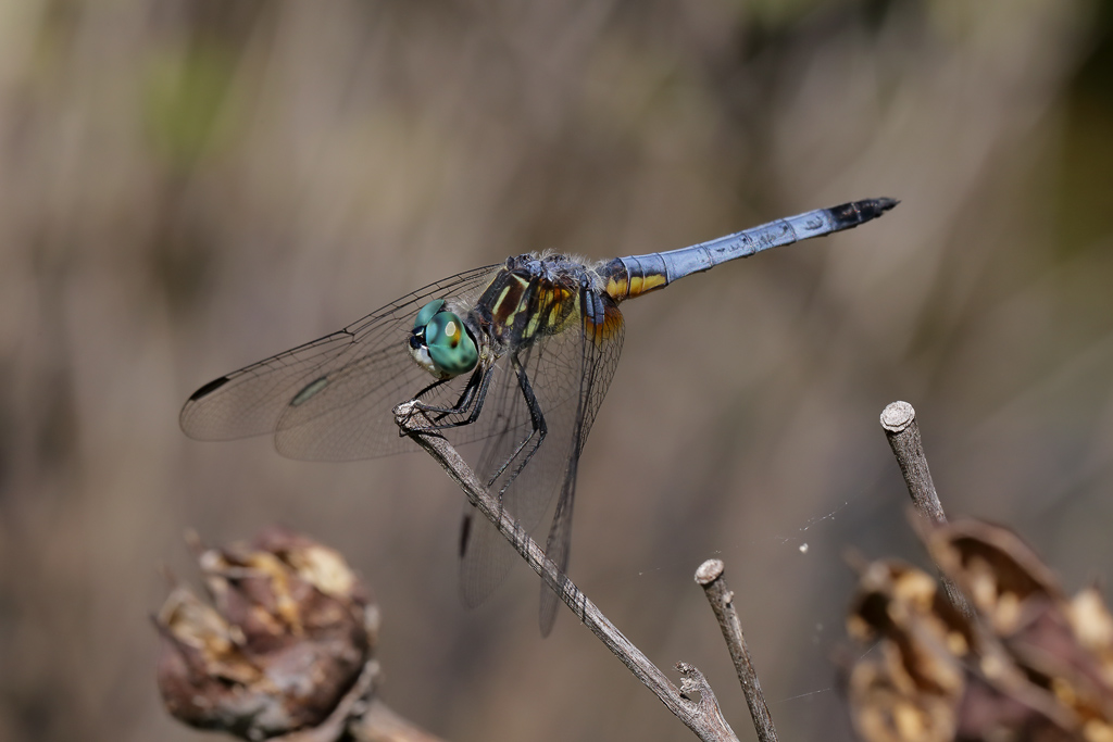 Blue Dasher M 1 wk1a IMG_1546.jpg