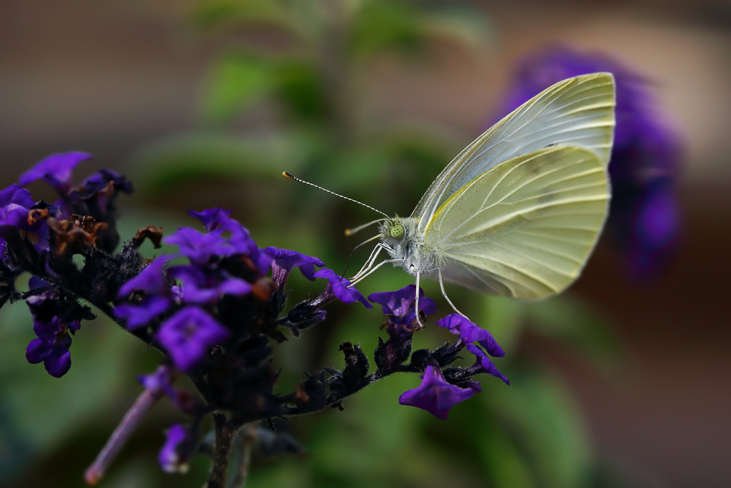Cabbage White 1 wk IMG_3122.jpg