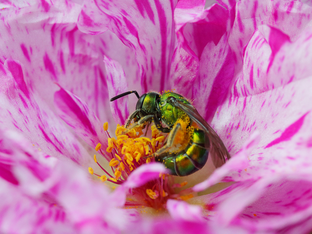 Green Metallic Bee 1 wk1 IMG_3405.jpg