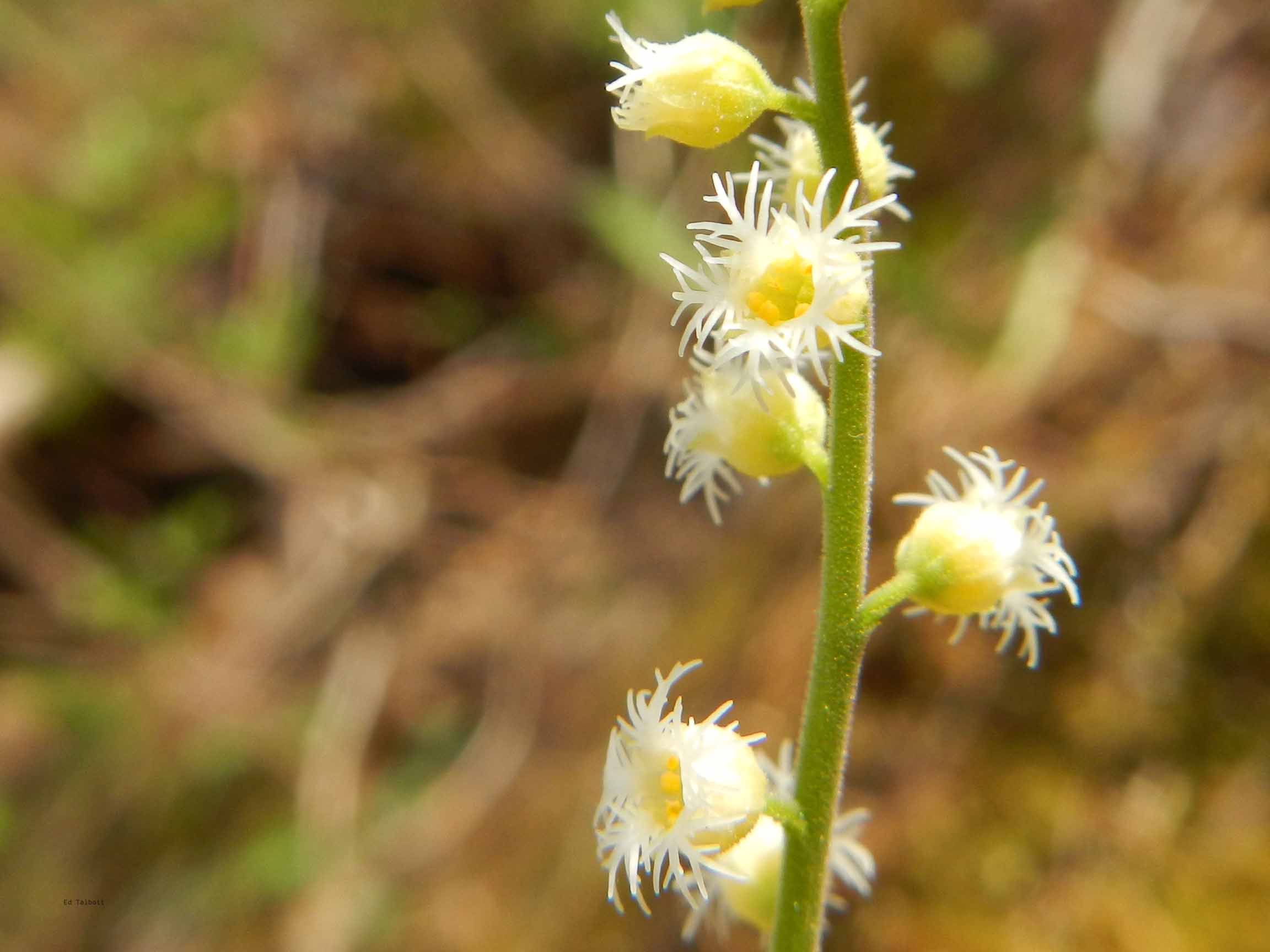 Miterwort