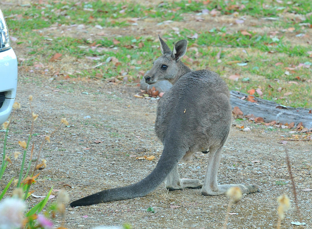 Young Kangaroo - a little confused and lost.