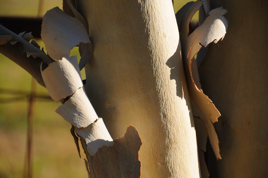 Lemon Scented Eucalypt shedding its bark.